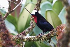 White-capped Tanager